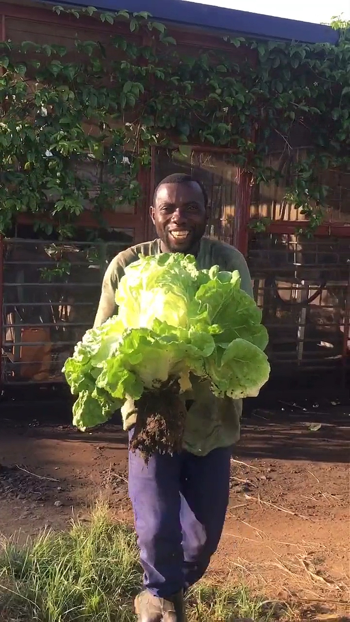 非洲旅行家#当地的湿热气候对大白菜的生长造成很大的影响,这样的