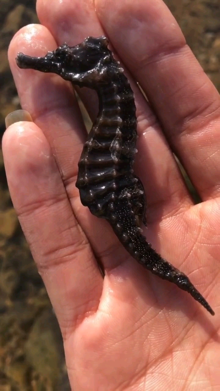 海马是唯一雄性哺育后代.