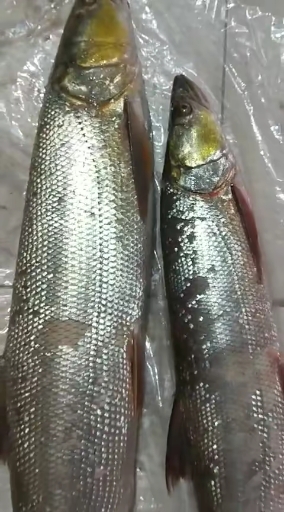 新鲜鳡鱼,喜欢吃的来吧
