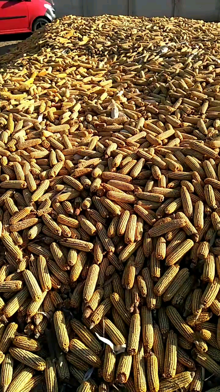 玉米堆,农民一年的收成