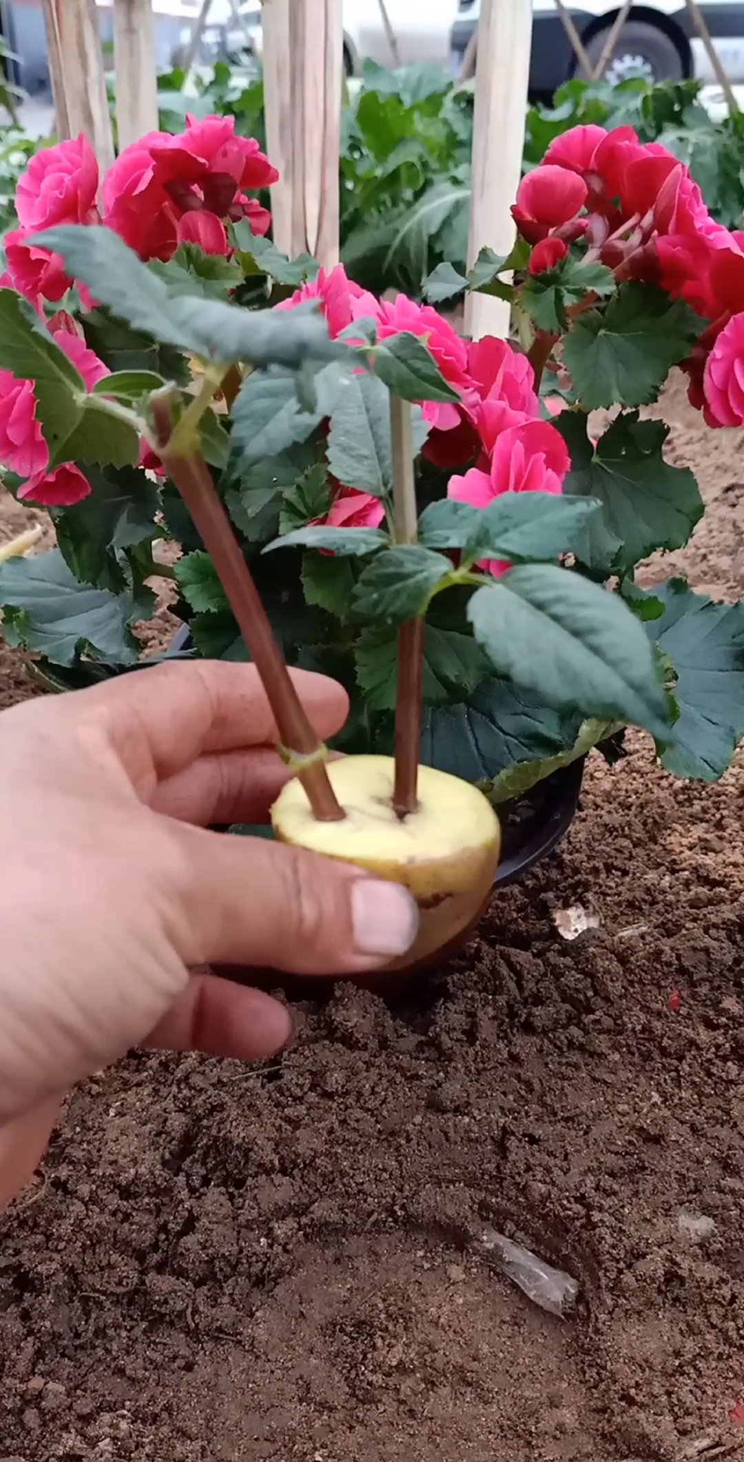 最潮劳动者#农业最新扦插玻璃海棠技术,成活率最高