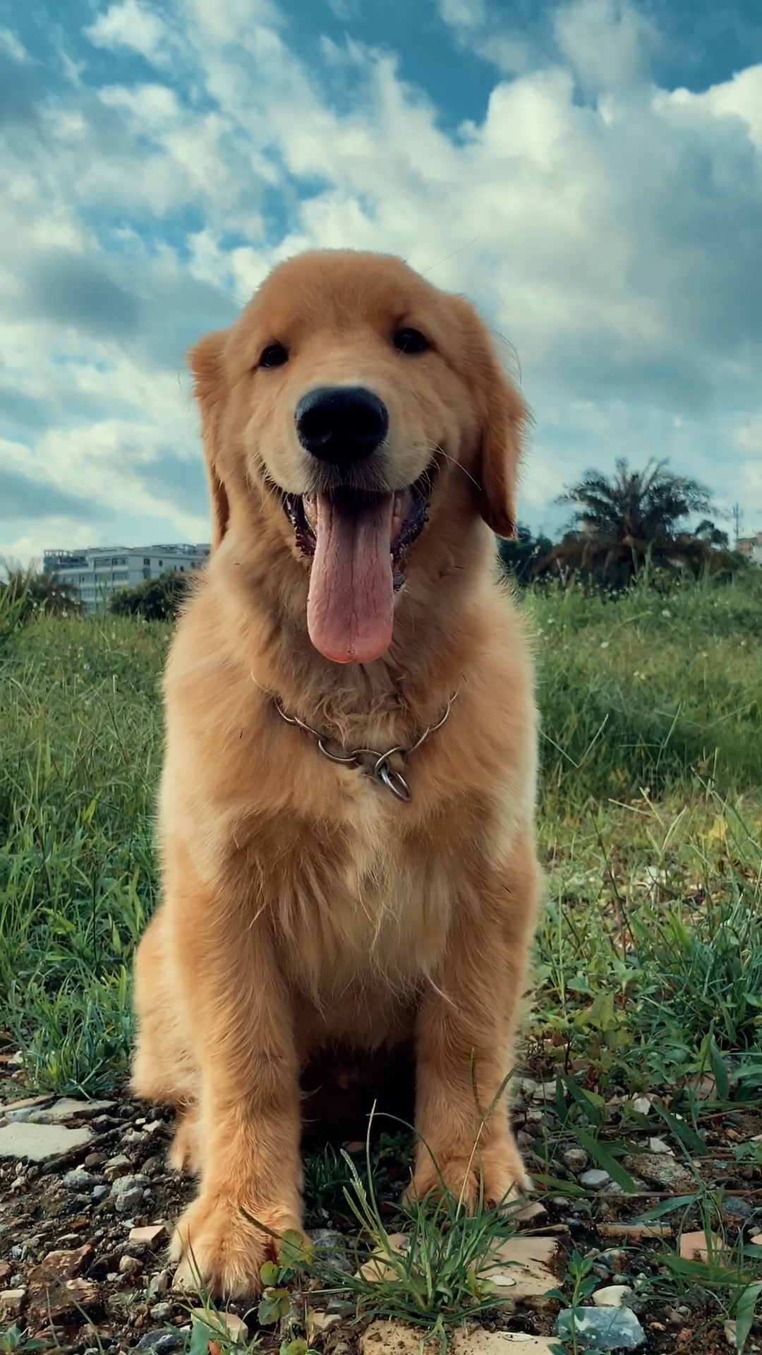 宠物丑萌大赛#金毛 萌萌上学第十二天,主人过来探班考验,这毛孩子