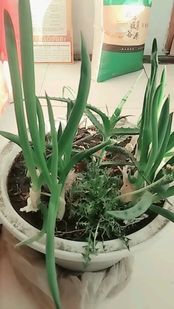 看看绿油油的葱?长得真好!