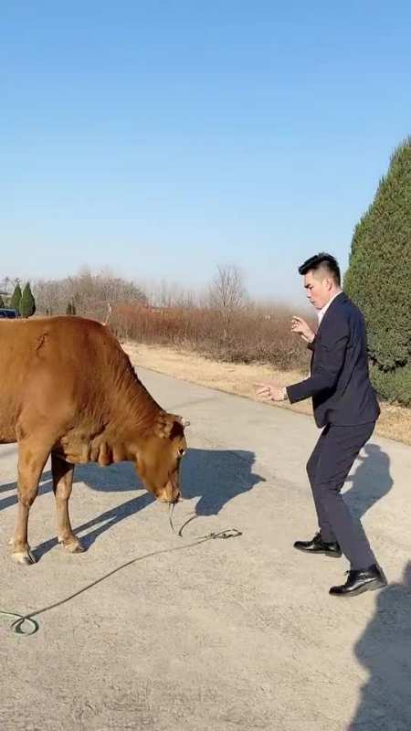 搞笑段子剧妈妈让我出来放牛,牛不愿意吃草,我给他跳跳舞看能不能吃