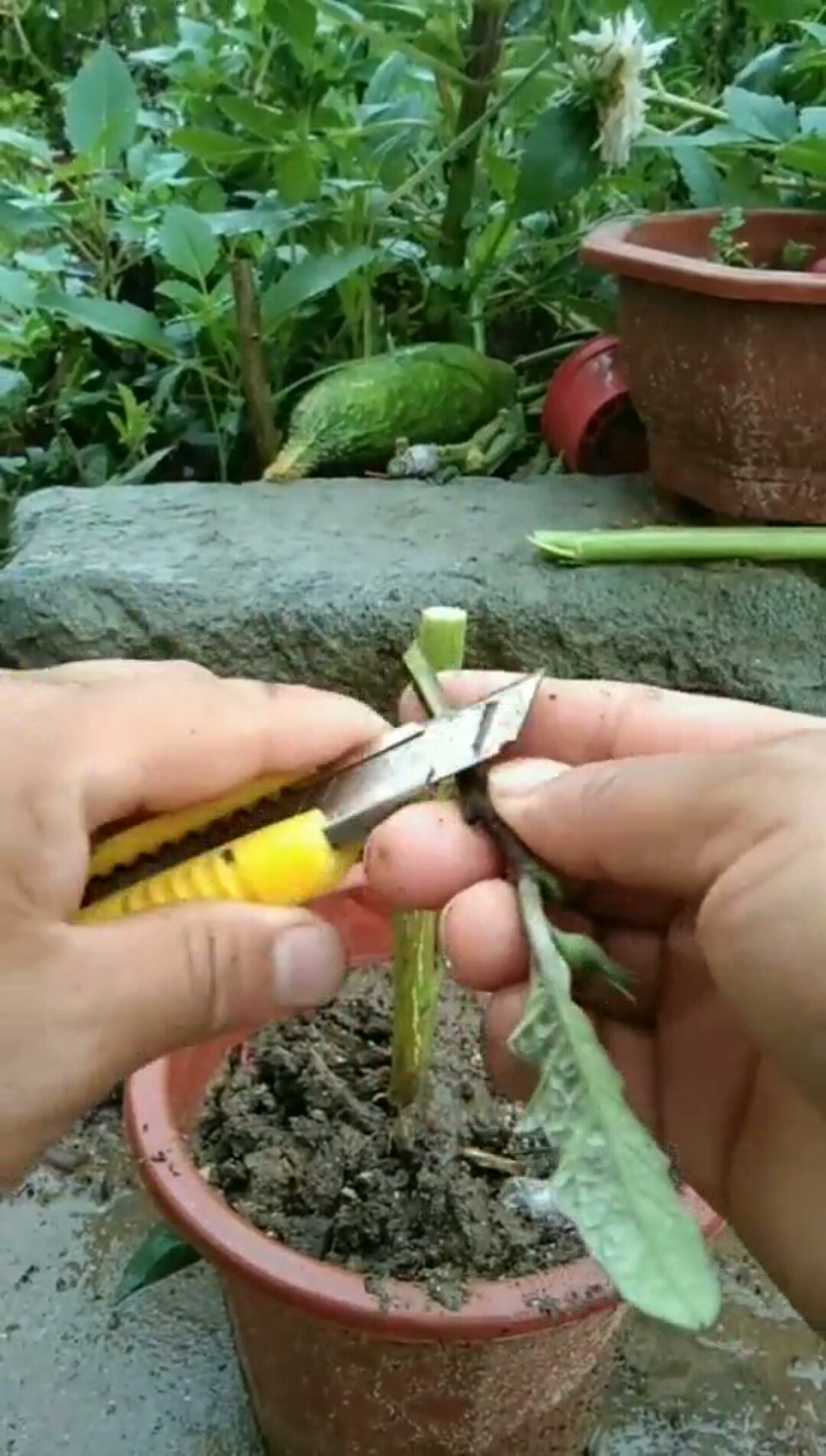 #寻找最牛手艺人#茄子嫁接多年生技术2-度小视