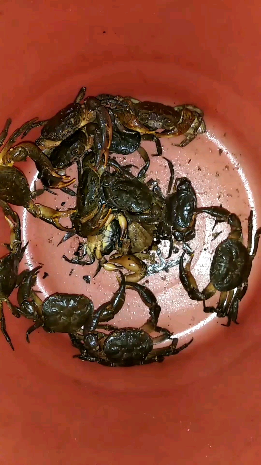 昨天晚上在山里抓的螃蟹