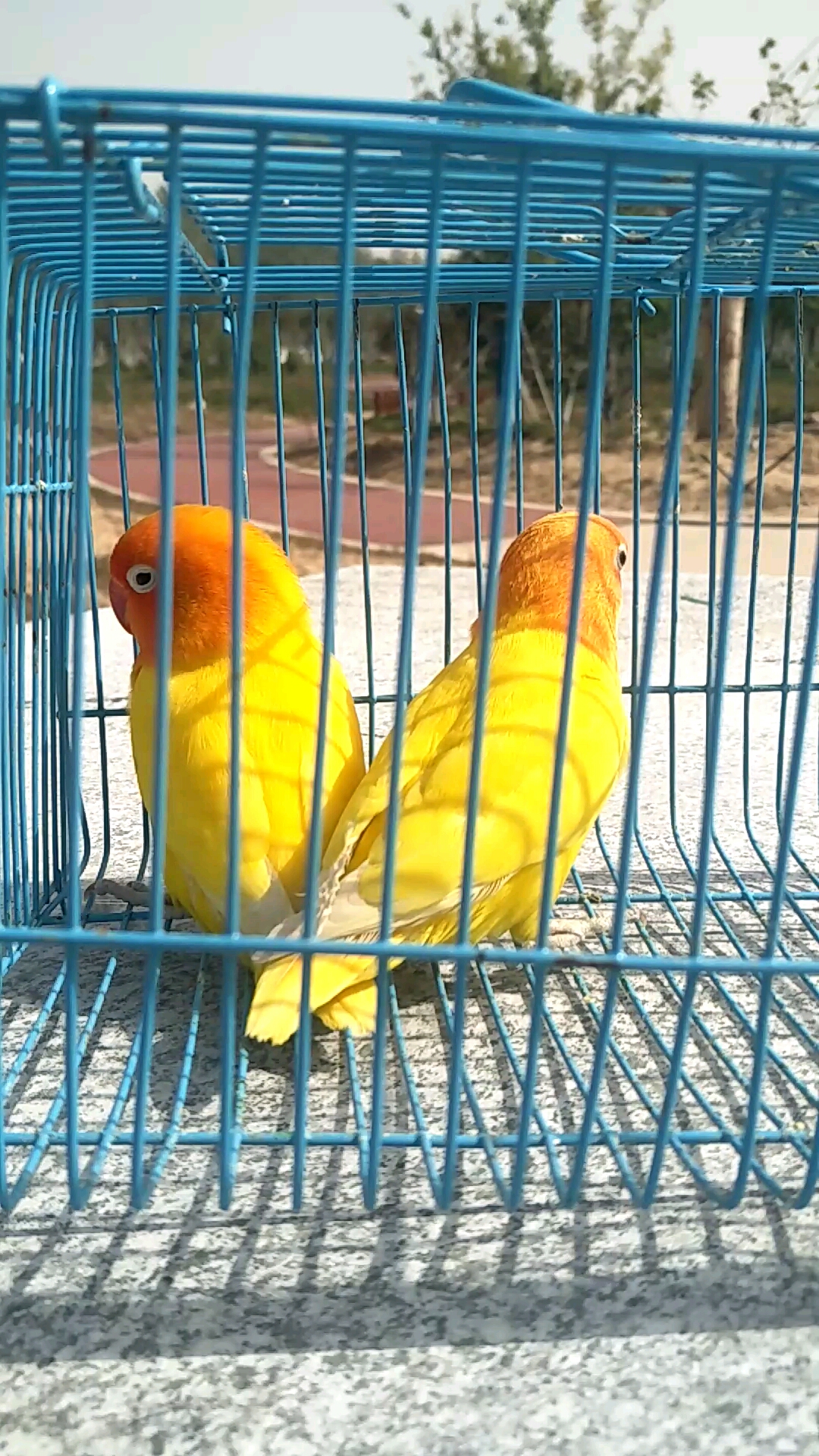 黄金丝牧丹鹦鹉,长得太好看.