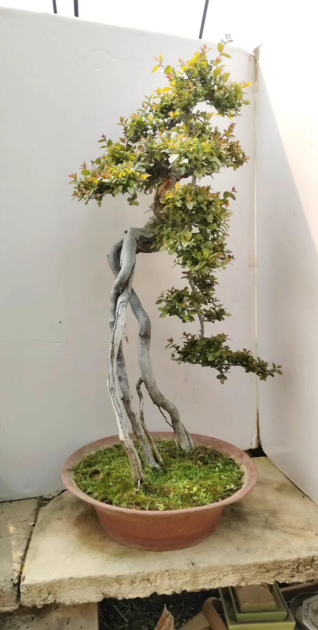 大长腿雀梅盆景