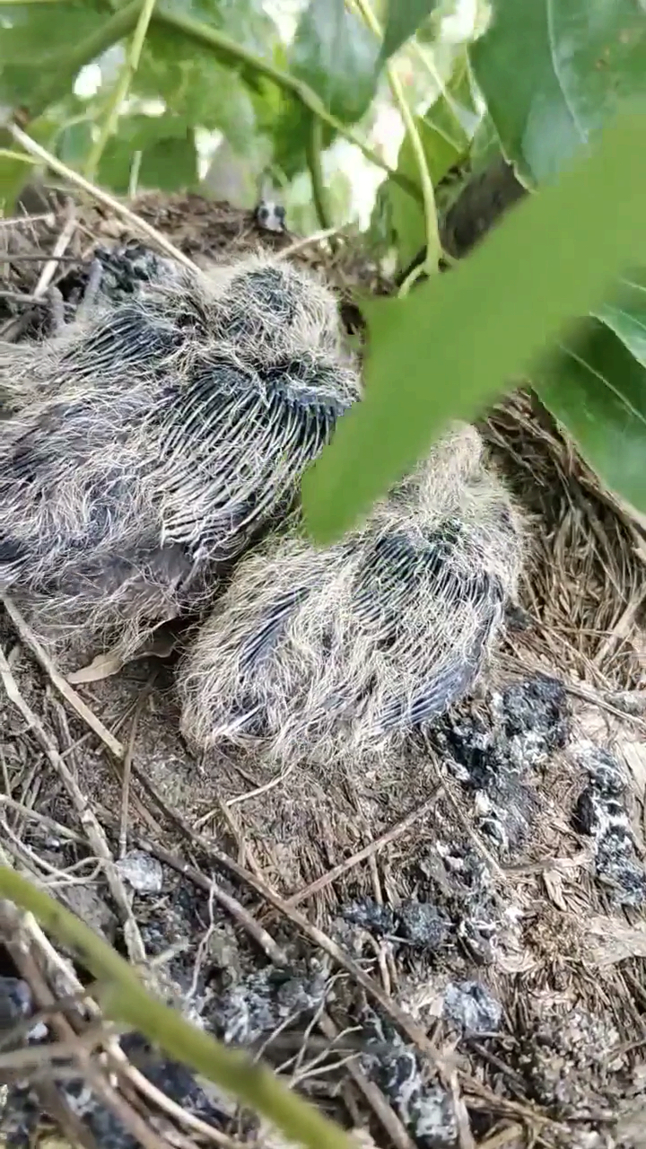 刚出生一周的斑鸠宝宝