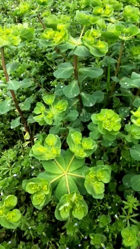 泽漆又叫五朵云【功效与作用】利水消肿,化痰止咳,解毒杀虫.