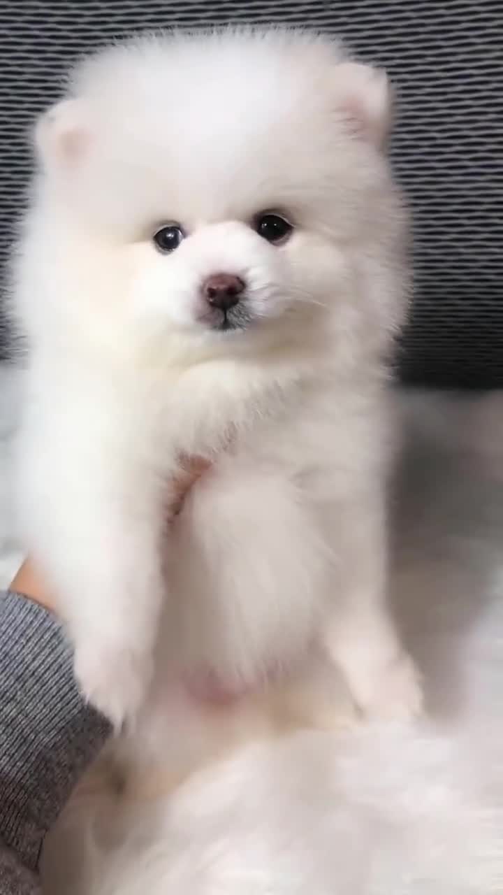 一个多月的博美小奶狗,这奶萌奶萌的样子,真是太可爱了