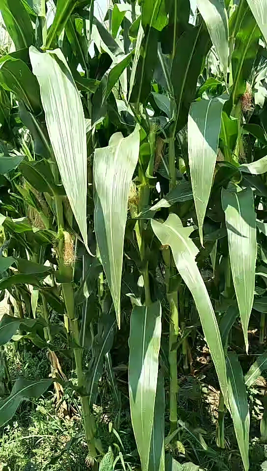 我要上热门#玉米啥时候熟啊,我们这叫棒槌.看着得半个月.