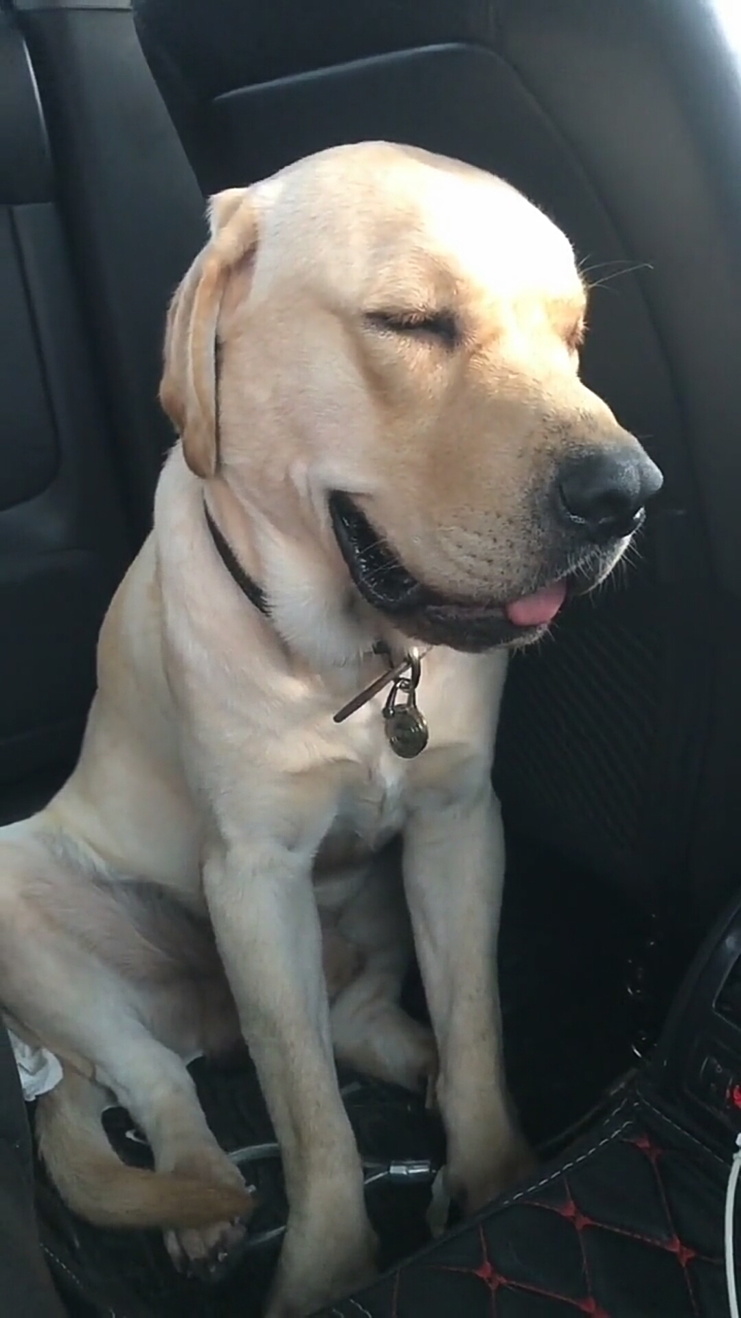 有了安全感的狗狗坐着也能睡着安逸