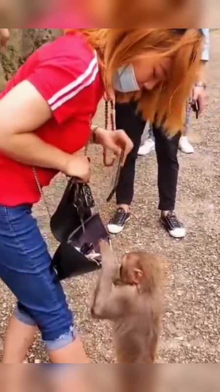 我要上热门#猴子当众耍流氓,男人的本色,全体现在它身上!