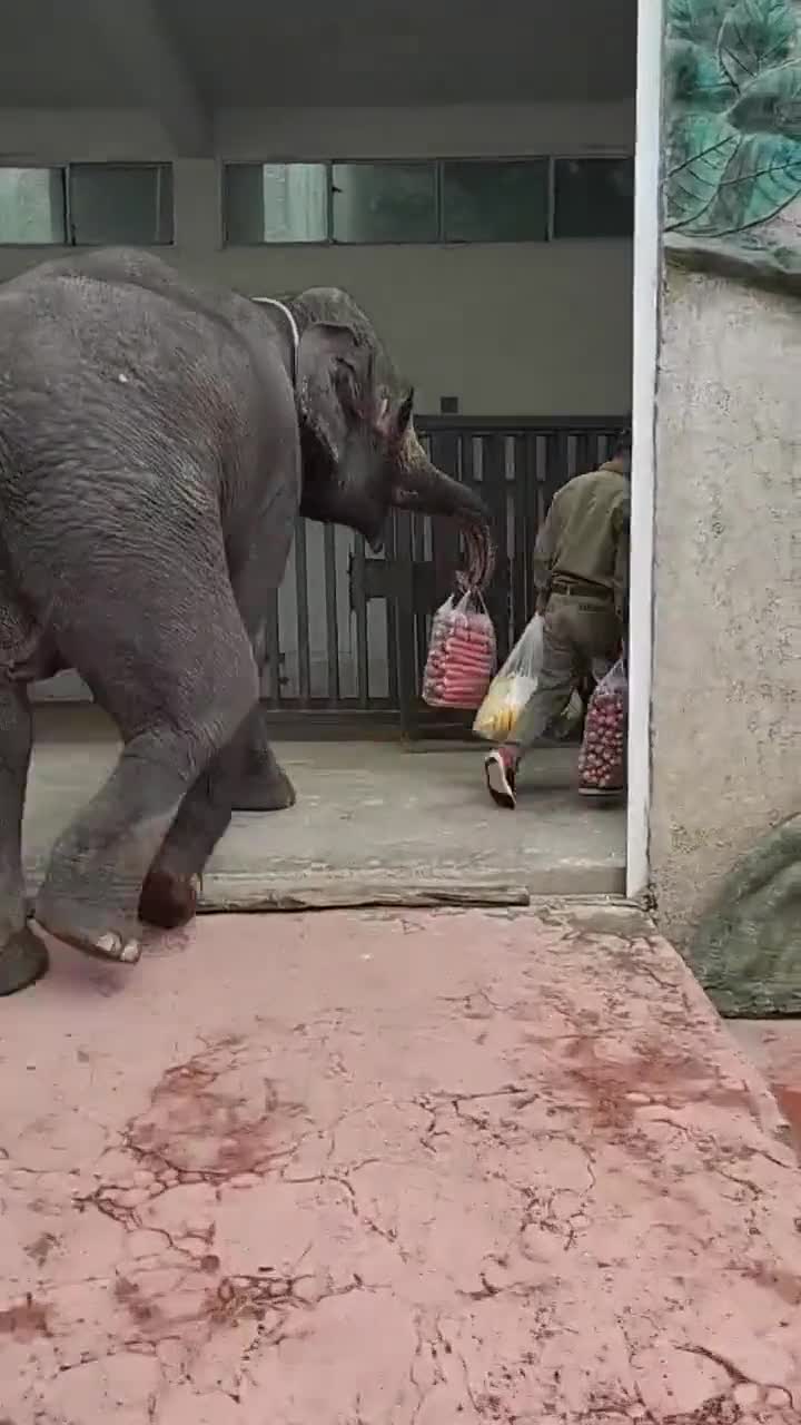 万物皆有灵性!大象帮主人拎重物从而换来美食填肚子,听话的像个孩子