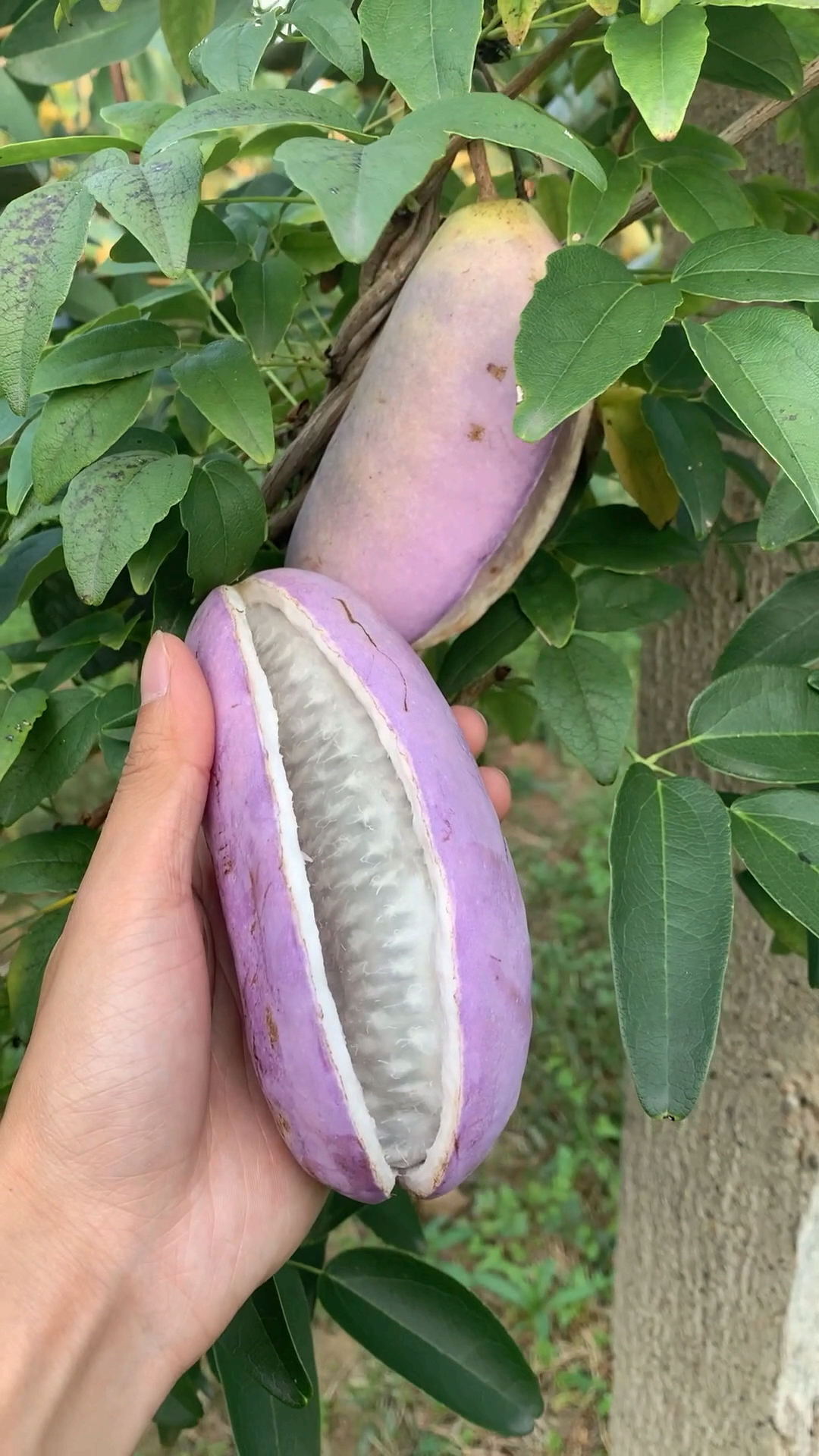 猕猴桃地里面的八月瓜