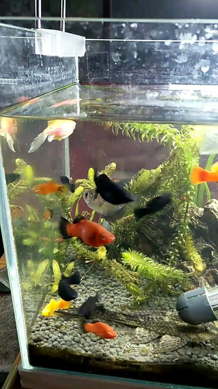 好多刚出生的小鱼宝宝啊