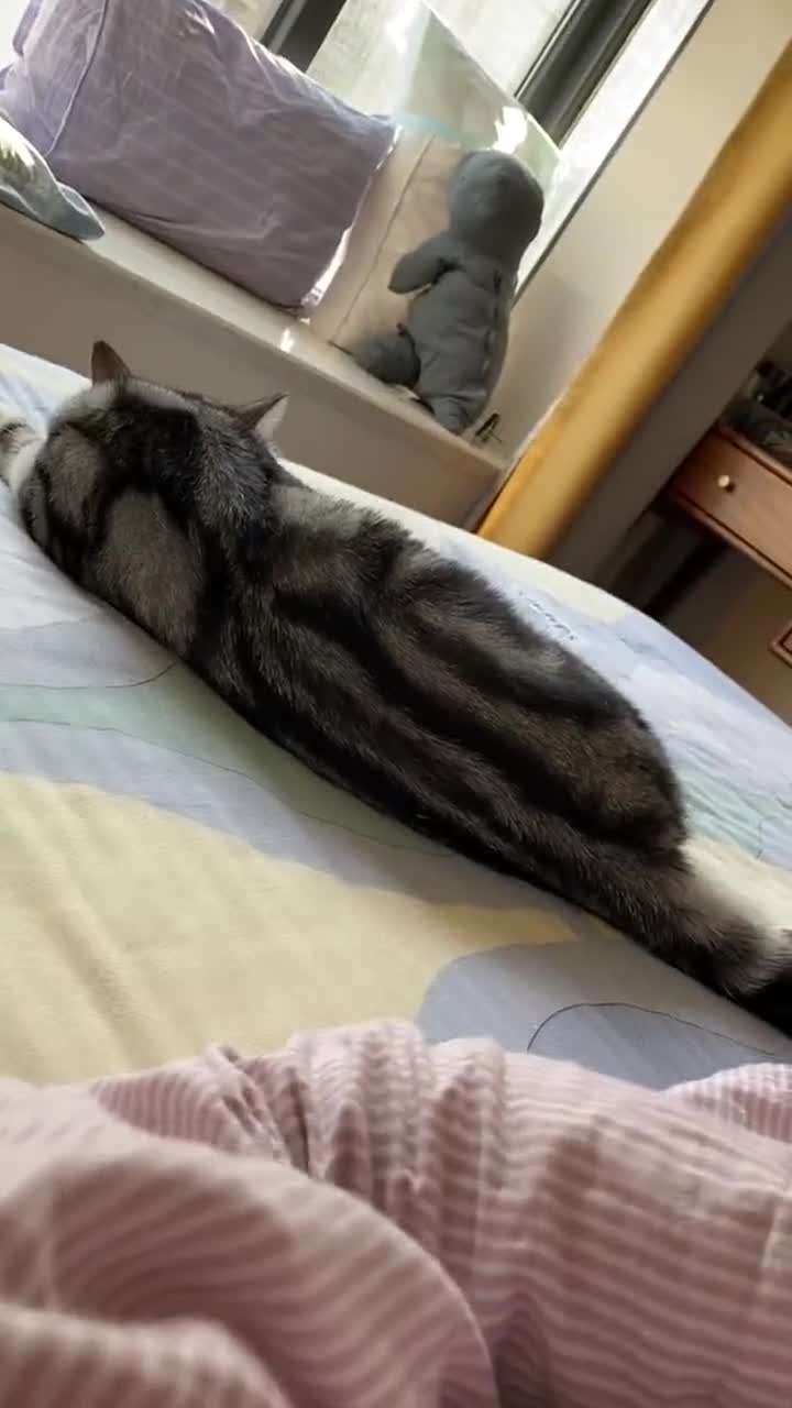 今日萌宠,趴床上的小猫咪,还挺悠闲的