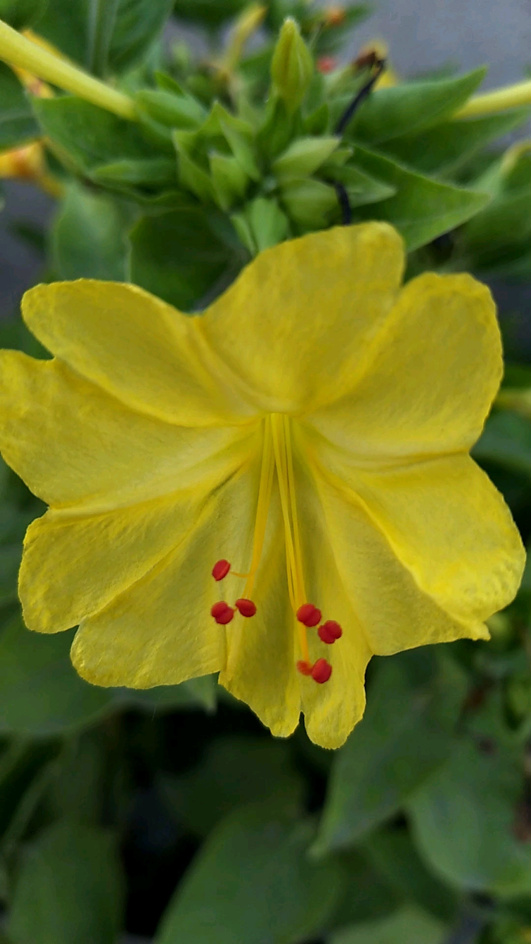 四朵金花#黄茉莉