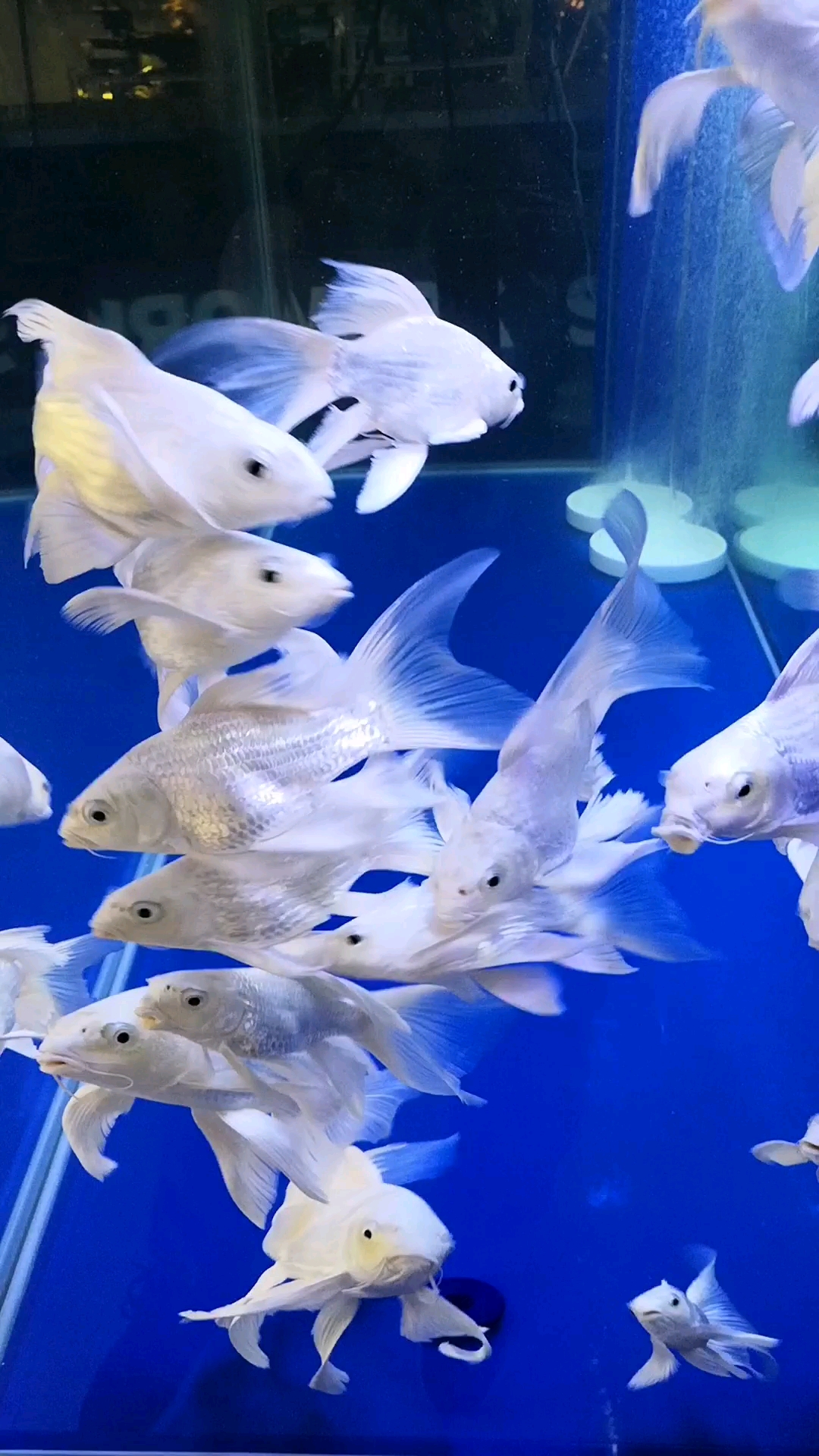 太美了,这鱼,有灵性.