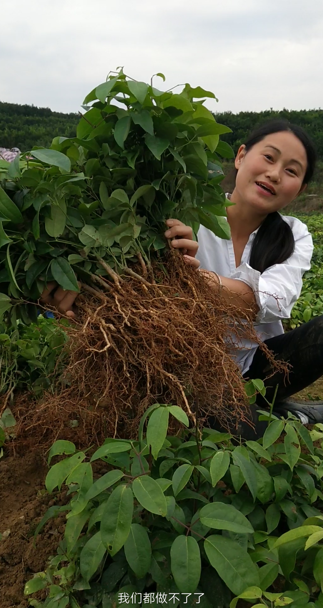 九月黄,起苗了!