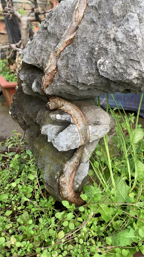 石缝求生 生命力顽强