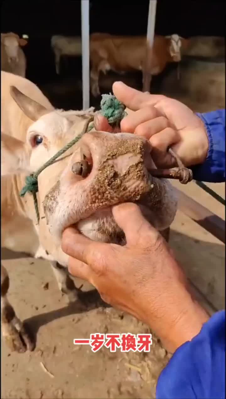 看牛的牙齿分辨年龄你学会了吗