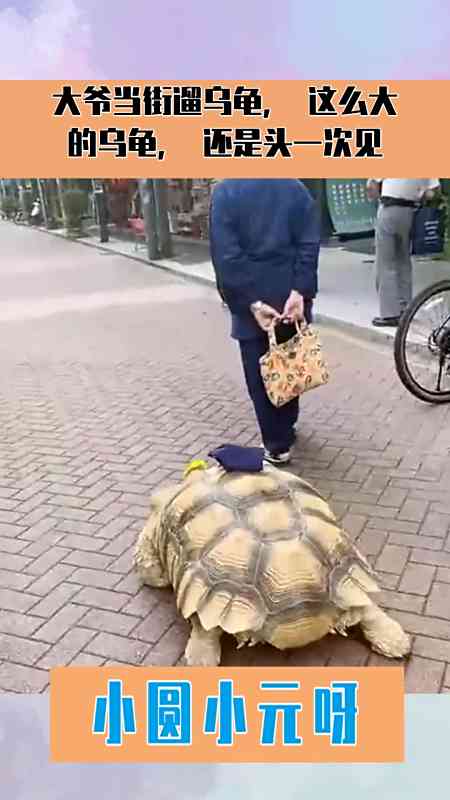 大爷当街遛乌龟,这么大的乌龟,还是头一次见