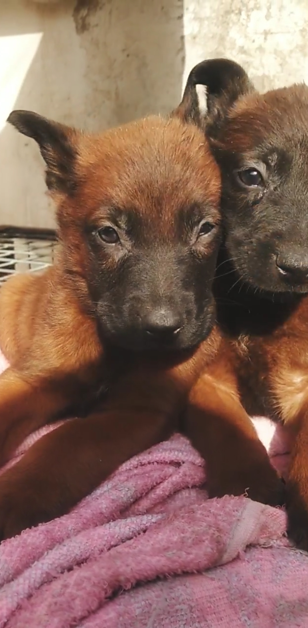 刚出月的小马犬太可爱了