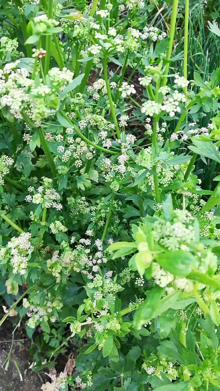 自家种的芹菜开花了