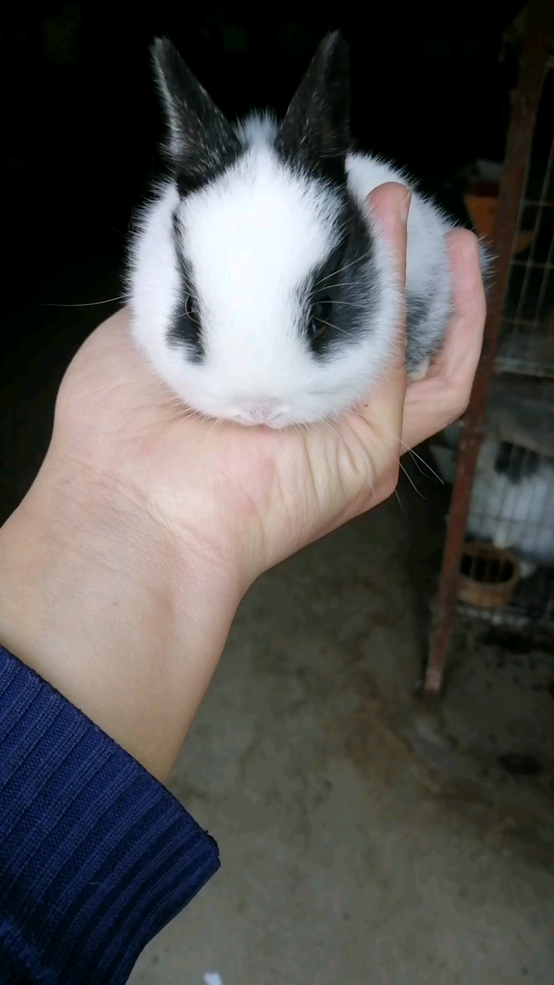 黑白道奇侏儒兔