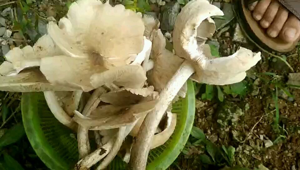 自己家门口采的野生蘑菇,家乡话叫鸡爪菇.