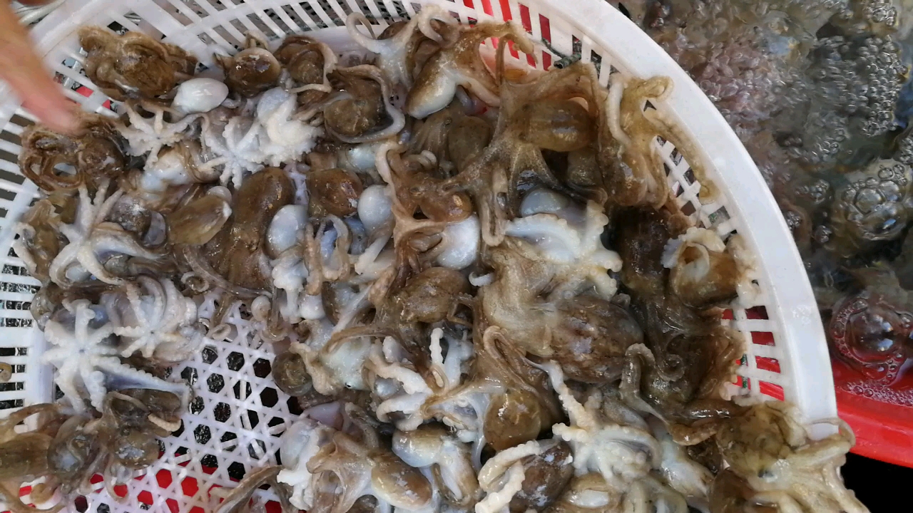 青岛当地小八带鱼,25块钱一斤贵不贵呀?