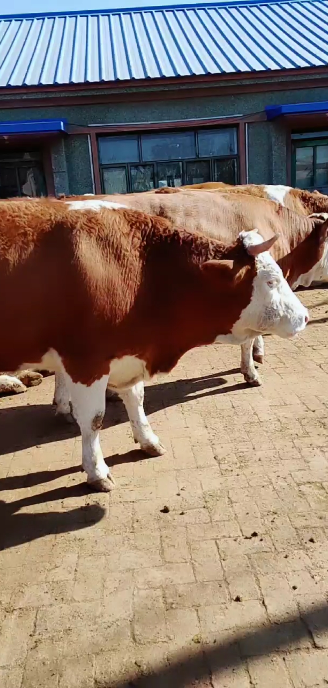 特别好的西门塔尔大母牛,长的很够个啊
