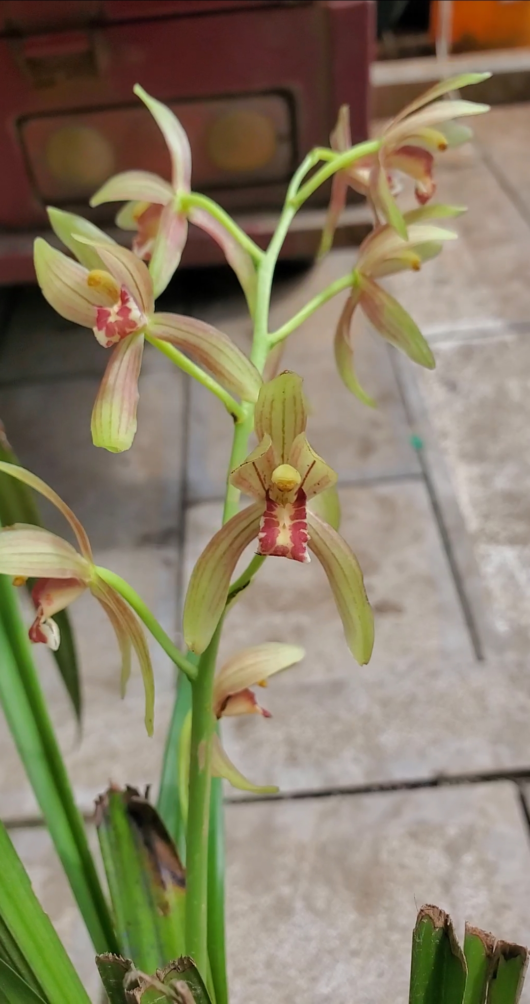 花卉绿植#秋榜白墨兰,花香漂亮,适应能力强