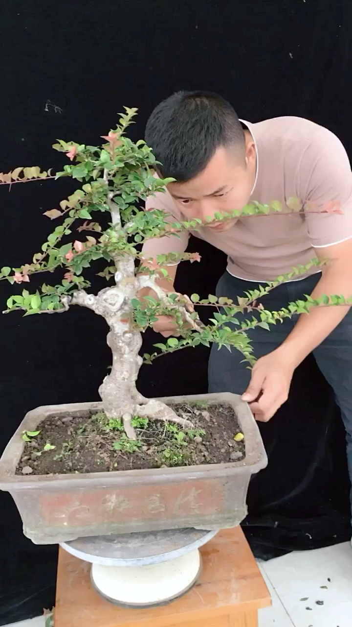 一剪一扎瘤子冬青变样了