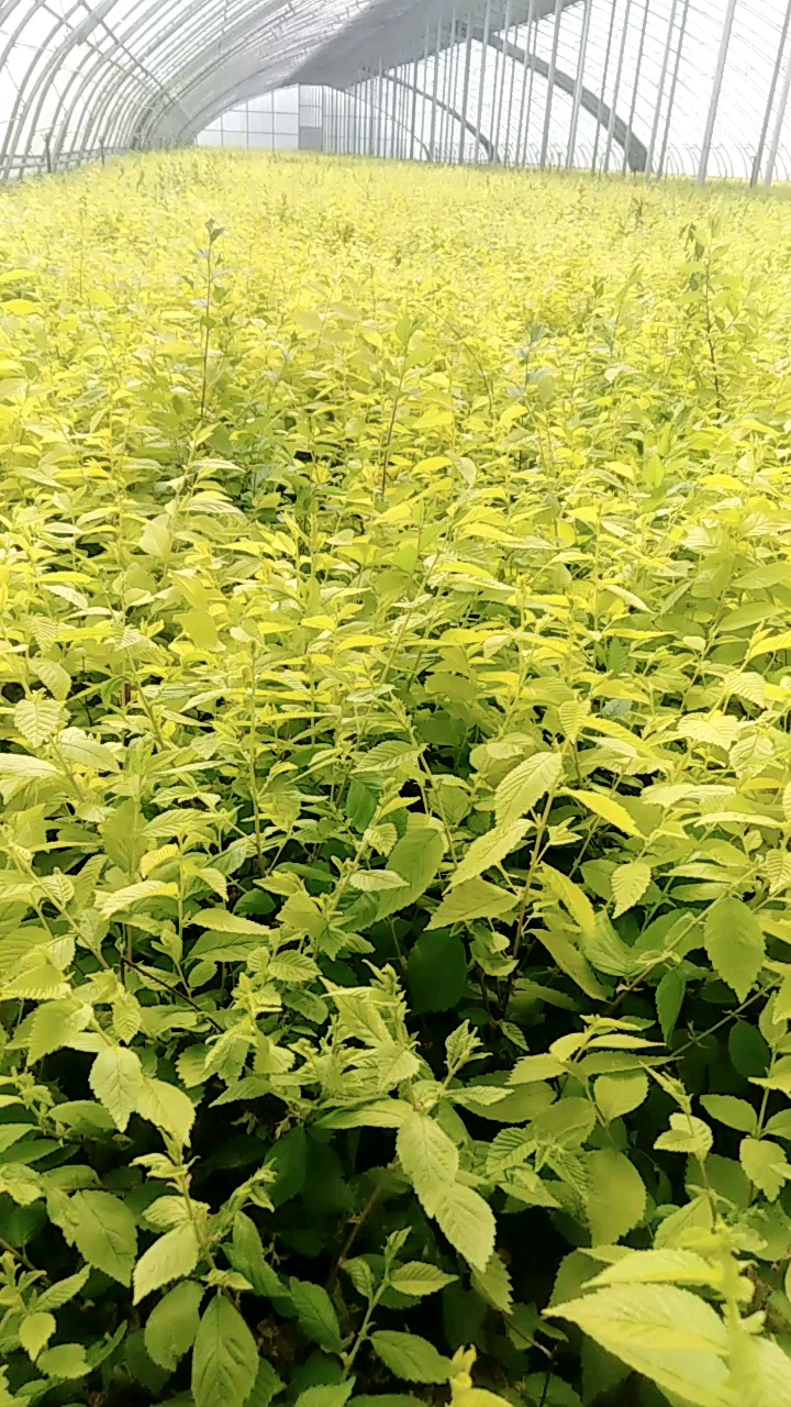 银川林场的大棚金叶榆小苗长势喜人