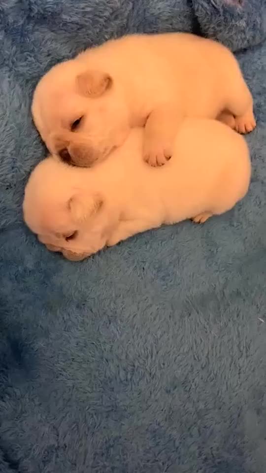 两只小奶狗抱在一起睡觉,怎么这么可爱,我也想一起睡