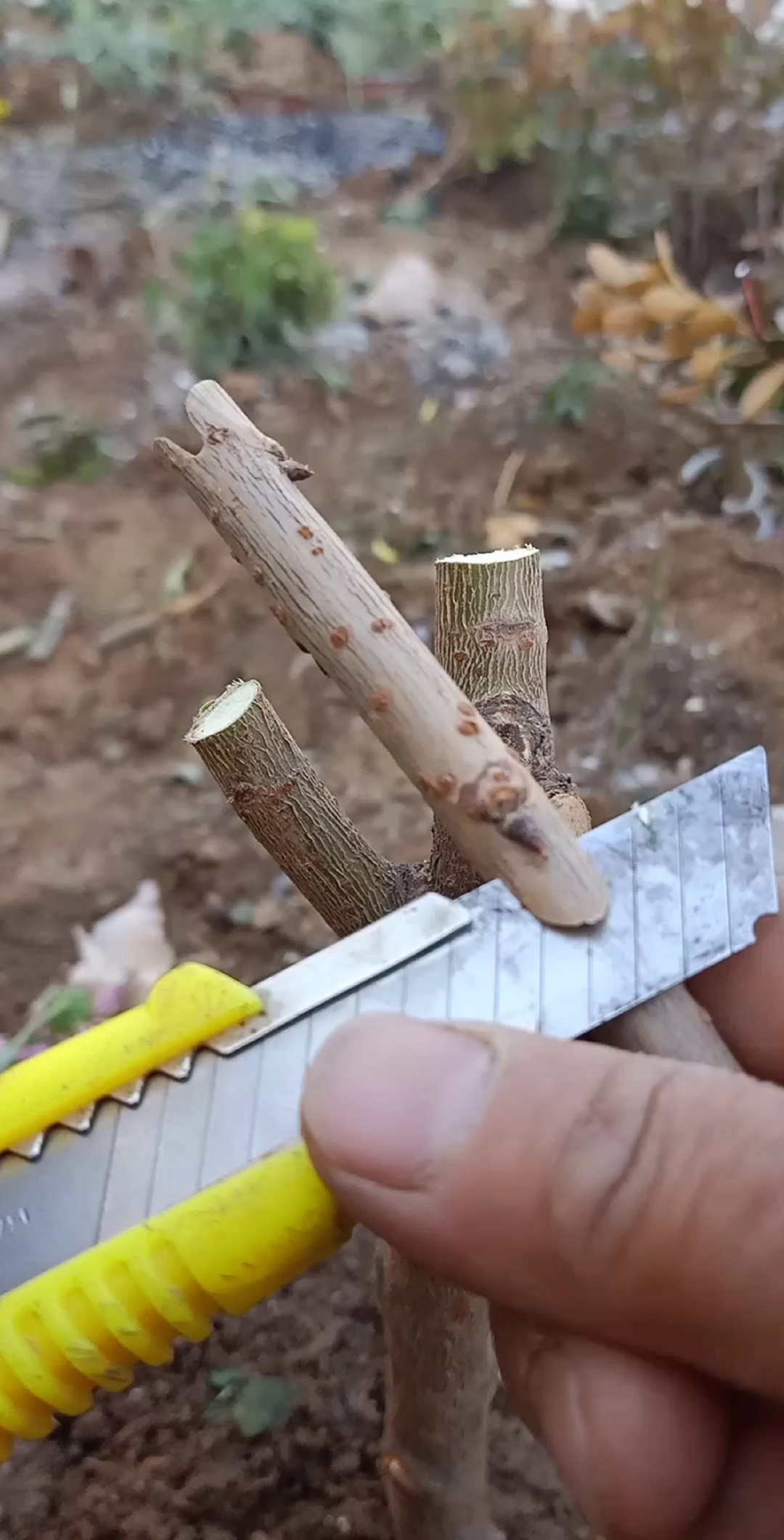 嫁接技术#这样芽接大樱珠成活率最高,你看懂了吗?