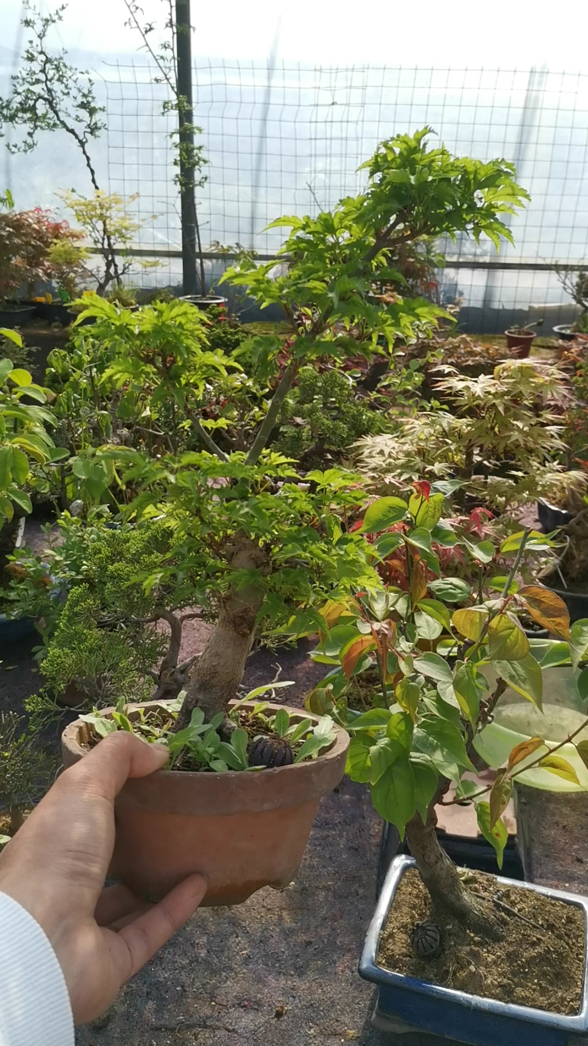 千奇百怪盆景桩#日本狮子头枫树.