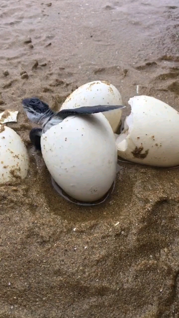 破壳而出的小海龟,把它放生于大海,希望它顺利长大