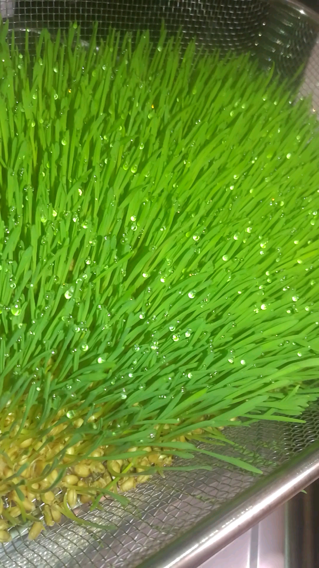 这是高手#水培麦子,麦芽糖原料培育中