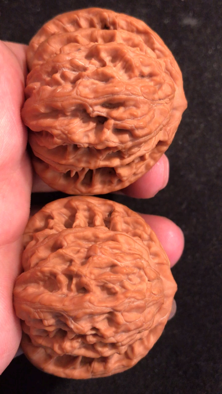 文玩核桃#一代虎头,粗筋纹理,肉球型,肚子相当饱满,后期走色牛津红