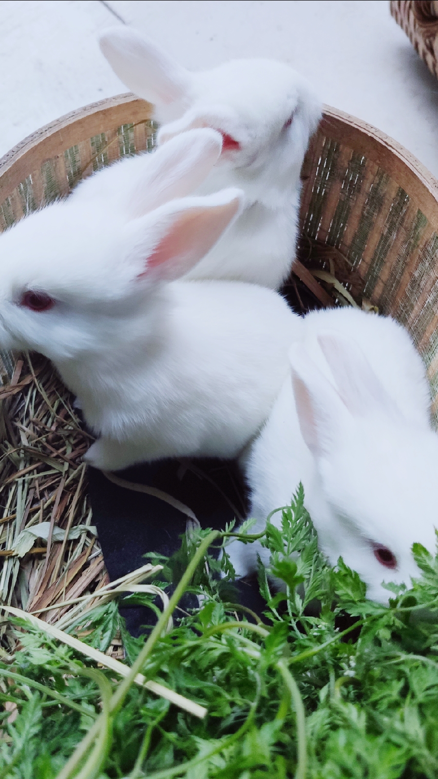 可爱小兔子#出生第18天的小兔子,有点活蹦乱跳了
