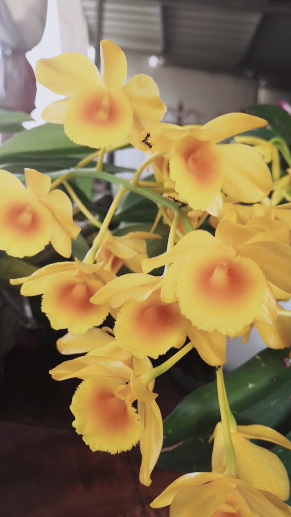 石斛记#养在木桩上的鼓槌石斛,花开了,红心的,太漂亮了