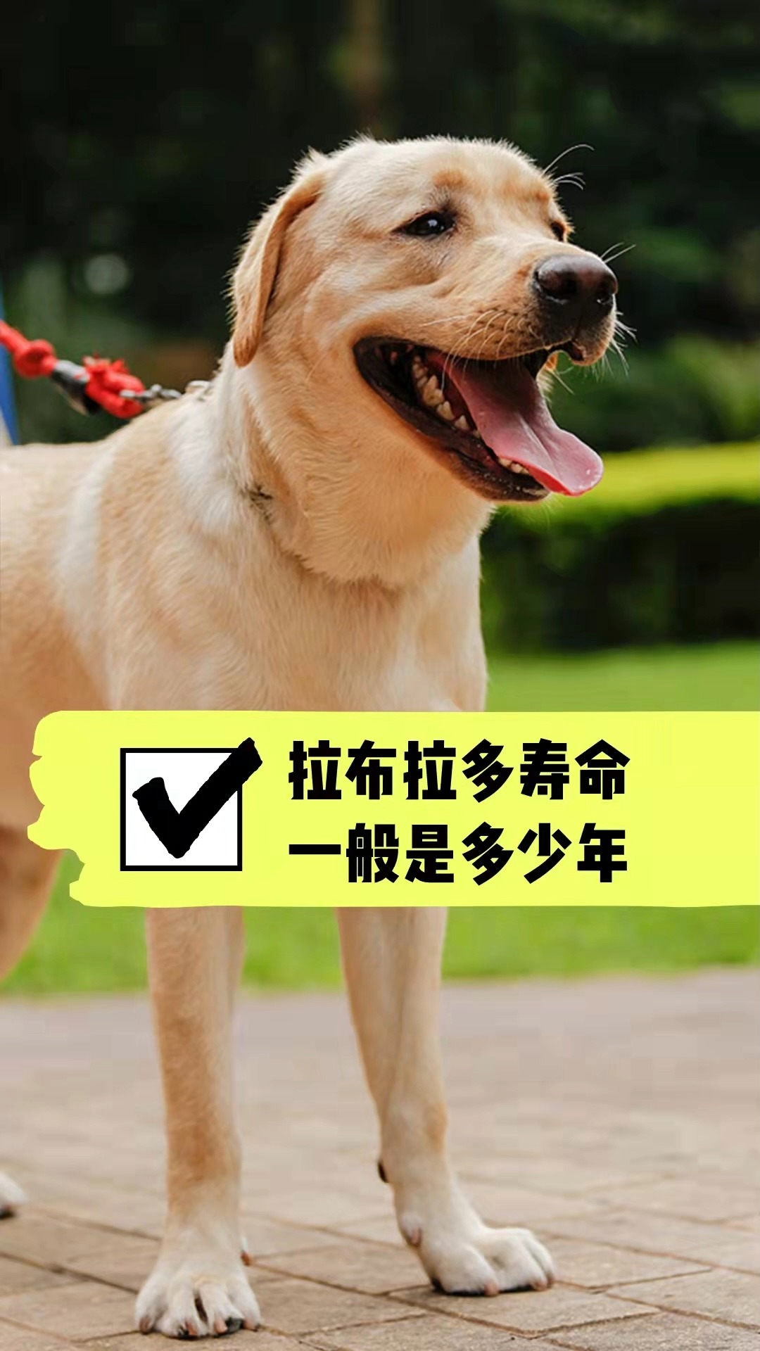 拉布拉多寿命一般是多少年