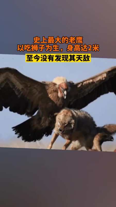 阿根廷巨鹰,其身高可达2米多,翼展长度能够达到5米~8米多,像一架小型