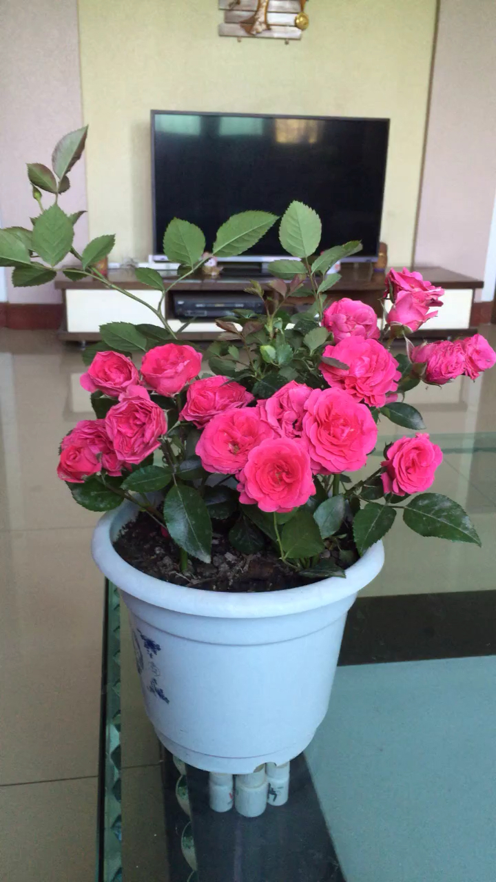 我家的矮月季花