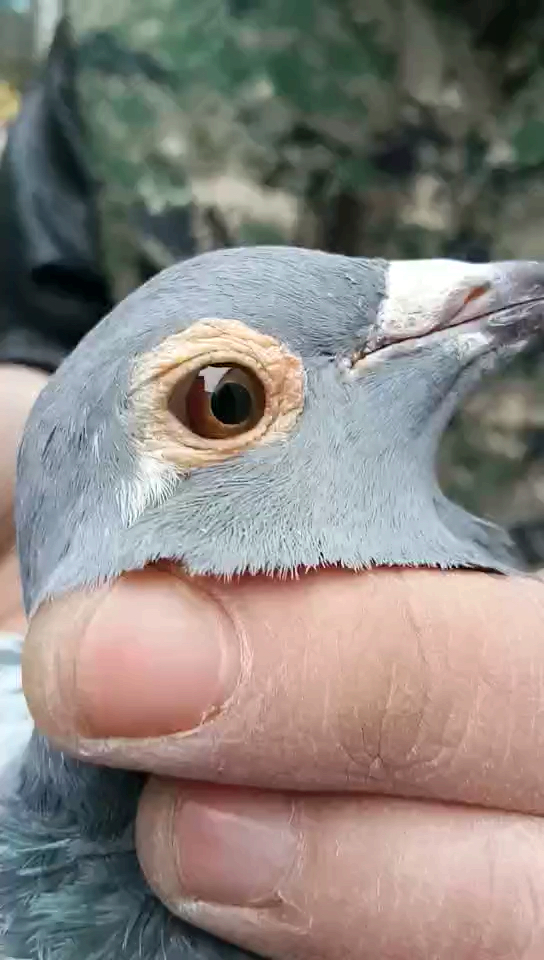 鸽痴的鸽子#一羽漂亮的牛眼!