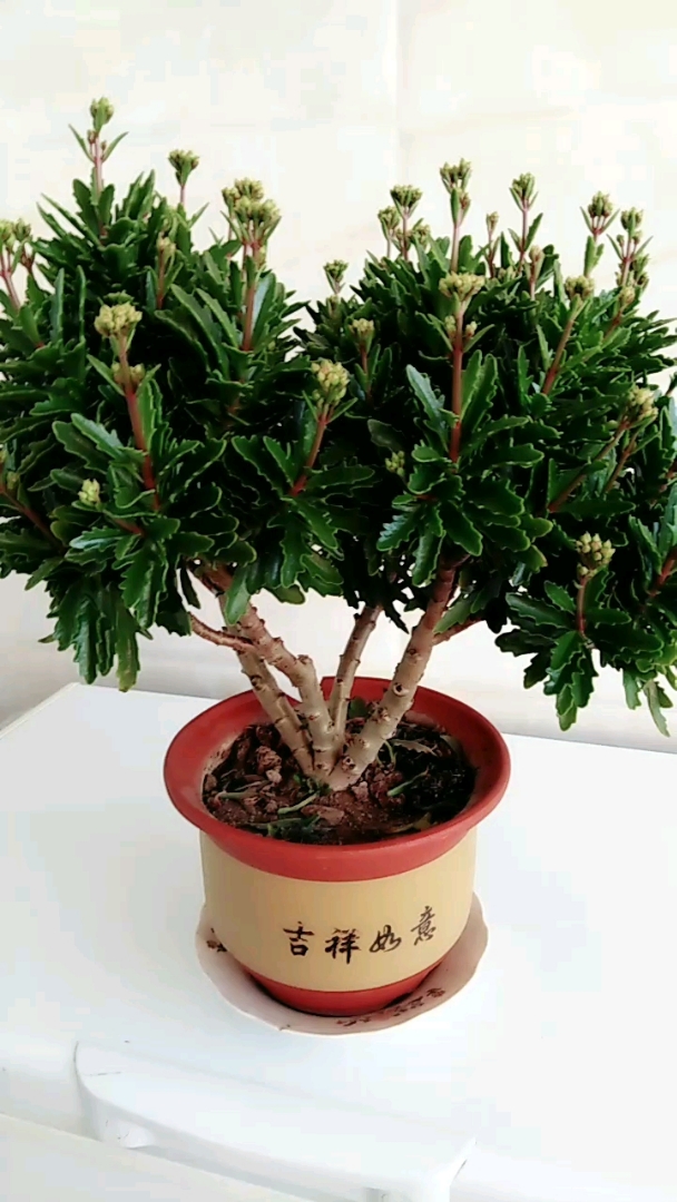 非洲红宝石长寿花